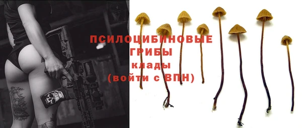 стафф Новозыбков